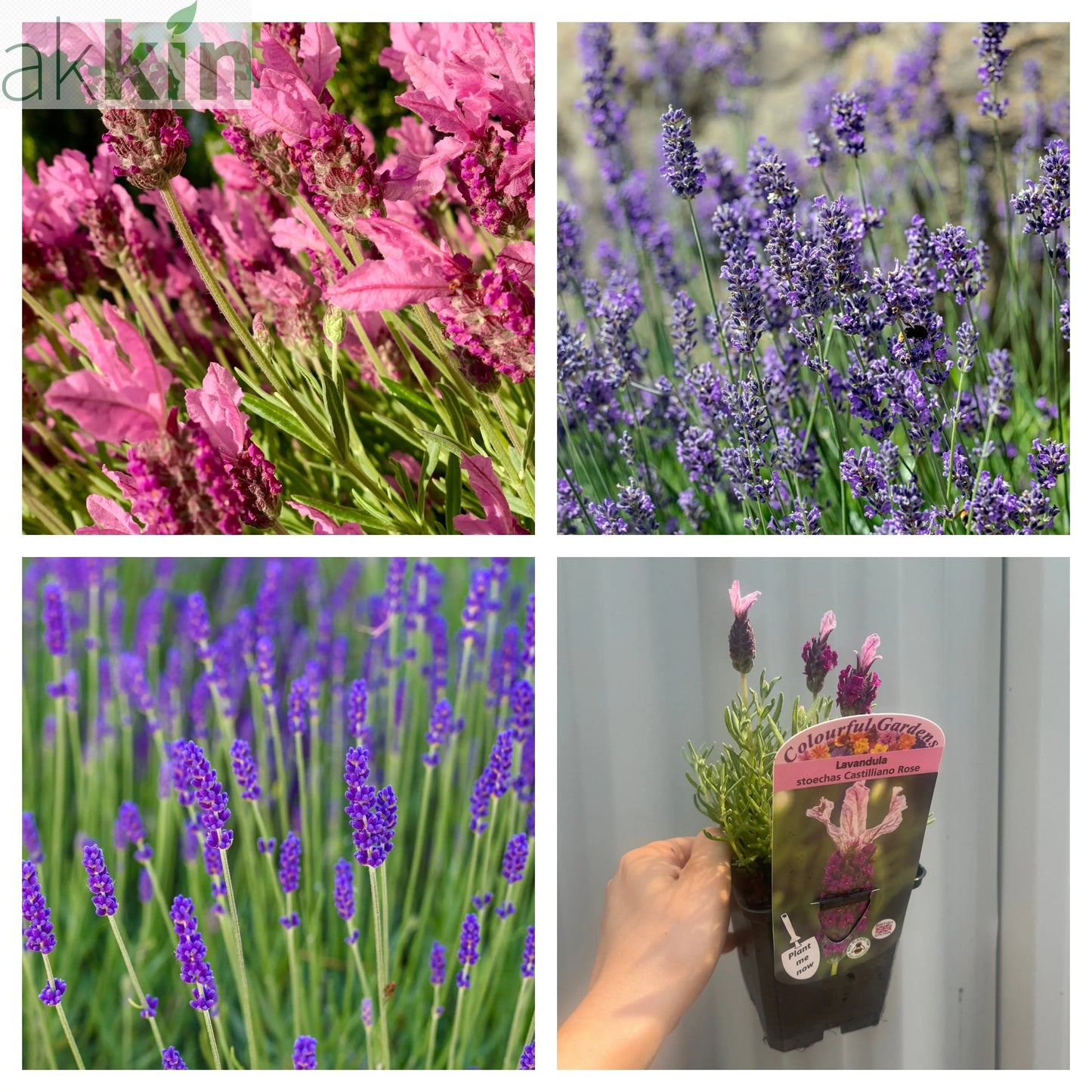 Mix of 3 x Lavenders 9cm One Click Plants