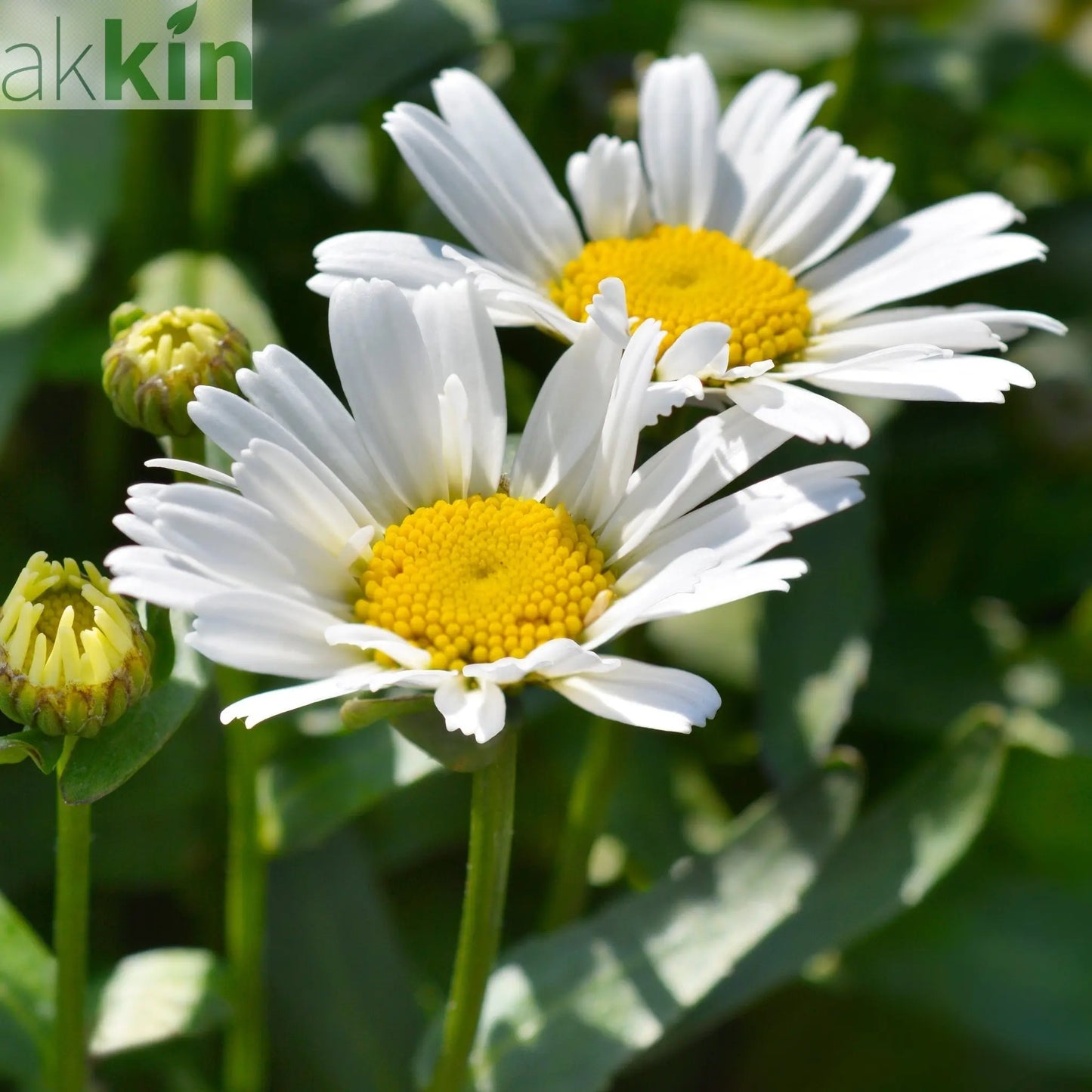 Leucanthemum 'Western Star Taurus' 1.5L One Click Plants