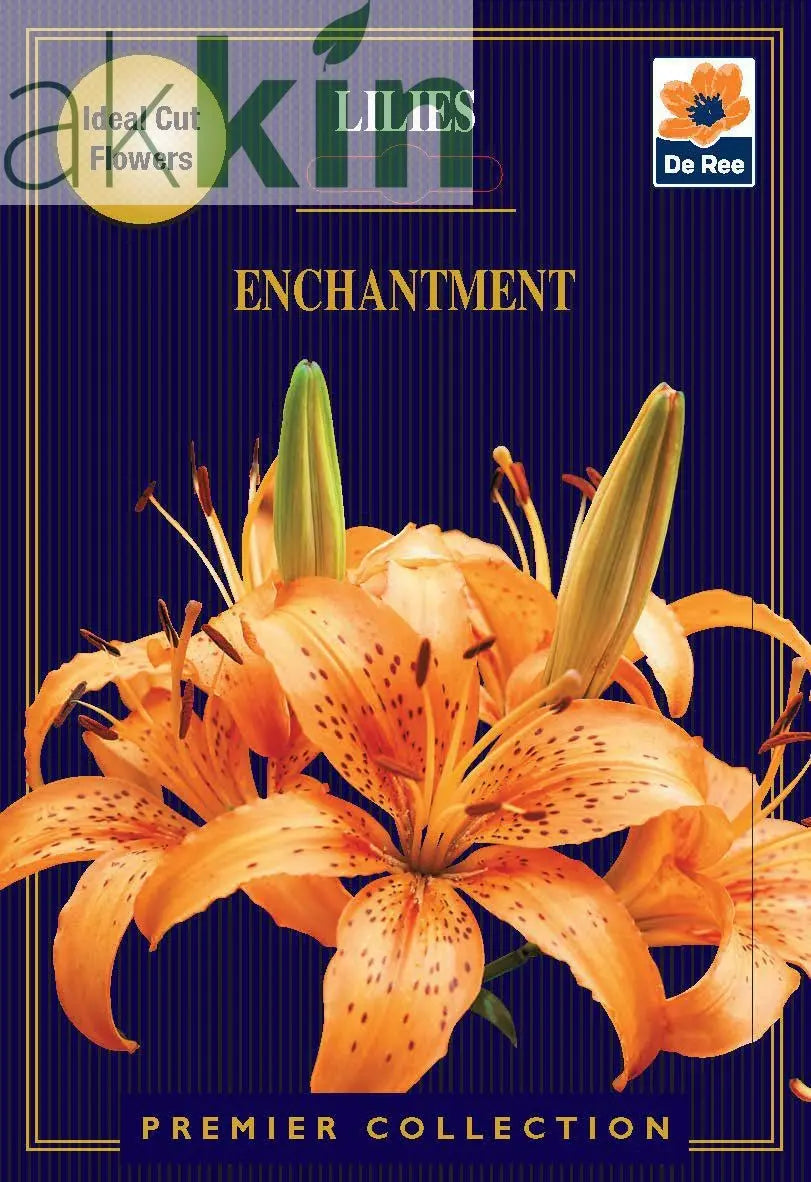 Lily | Lillium Enchantment | 2 Corms One Click Plants