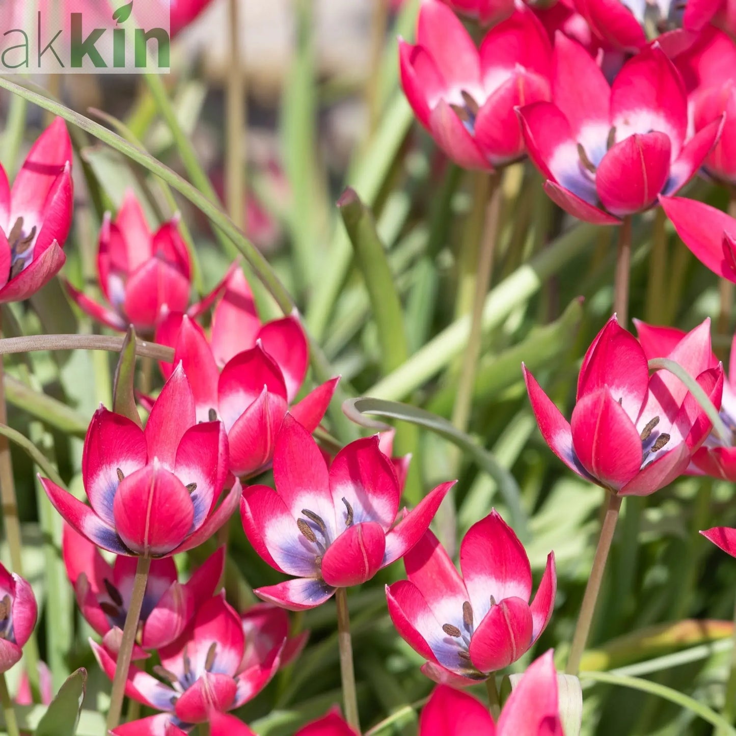 Tulip linifolia 'Little Beauty' (8 Bulbs) One Click Plants