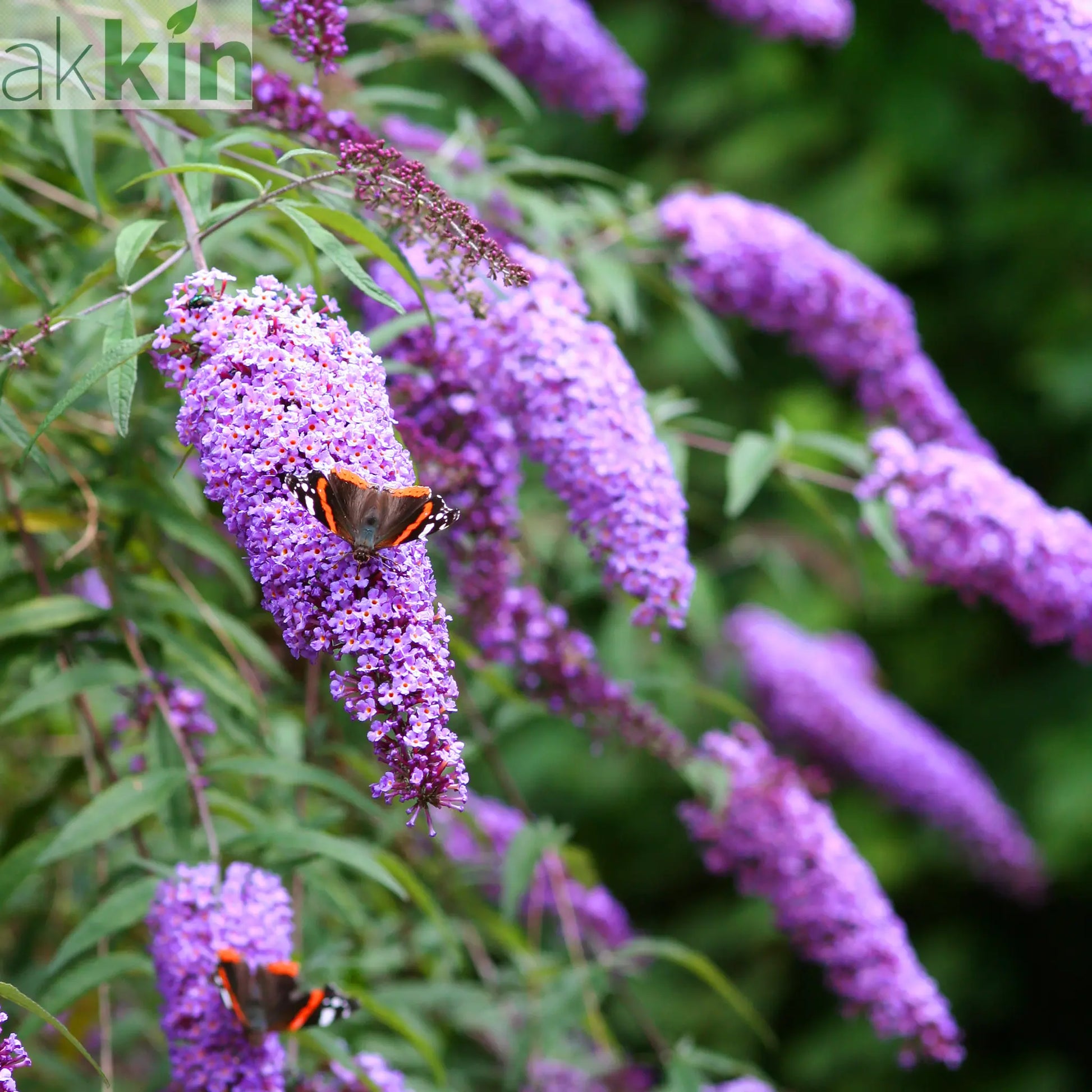 Buddleja 'Butterfly Candy Little Lila' 9cm/1L/3L One Click Plants