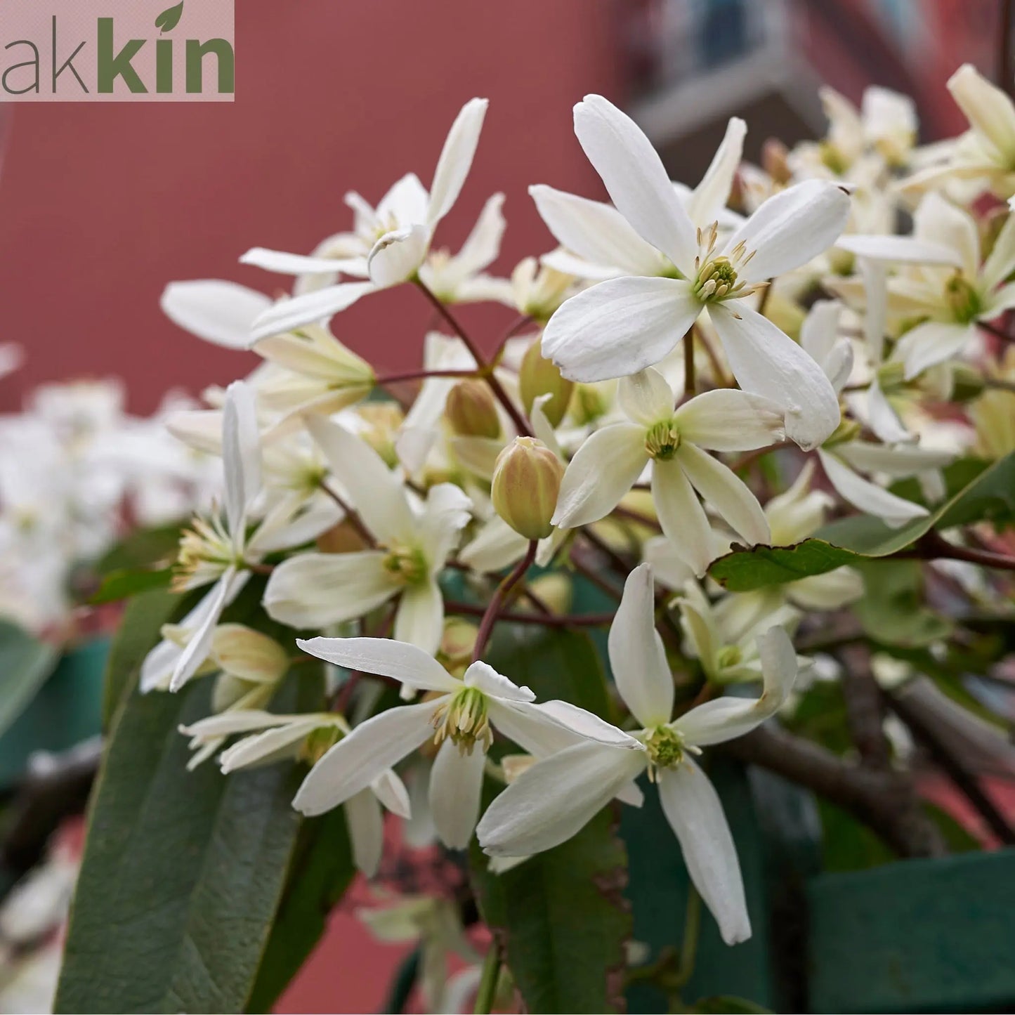 Clematis armandii 'Little White Charm' 1m One Click Plants