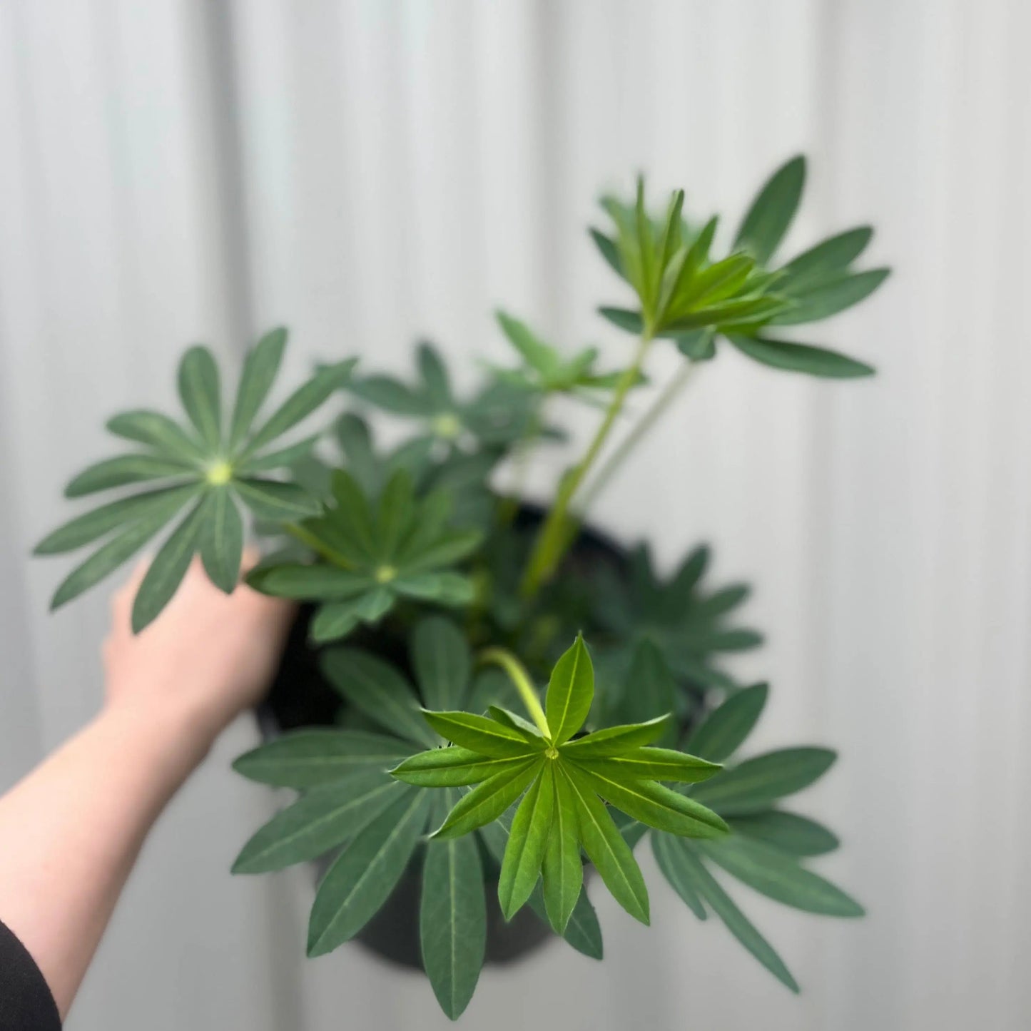 Lupin Legendary Rose/Pink Shades 3L One Click Plants