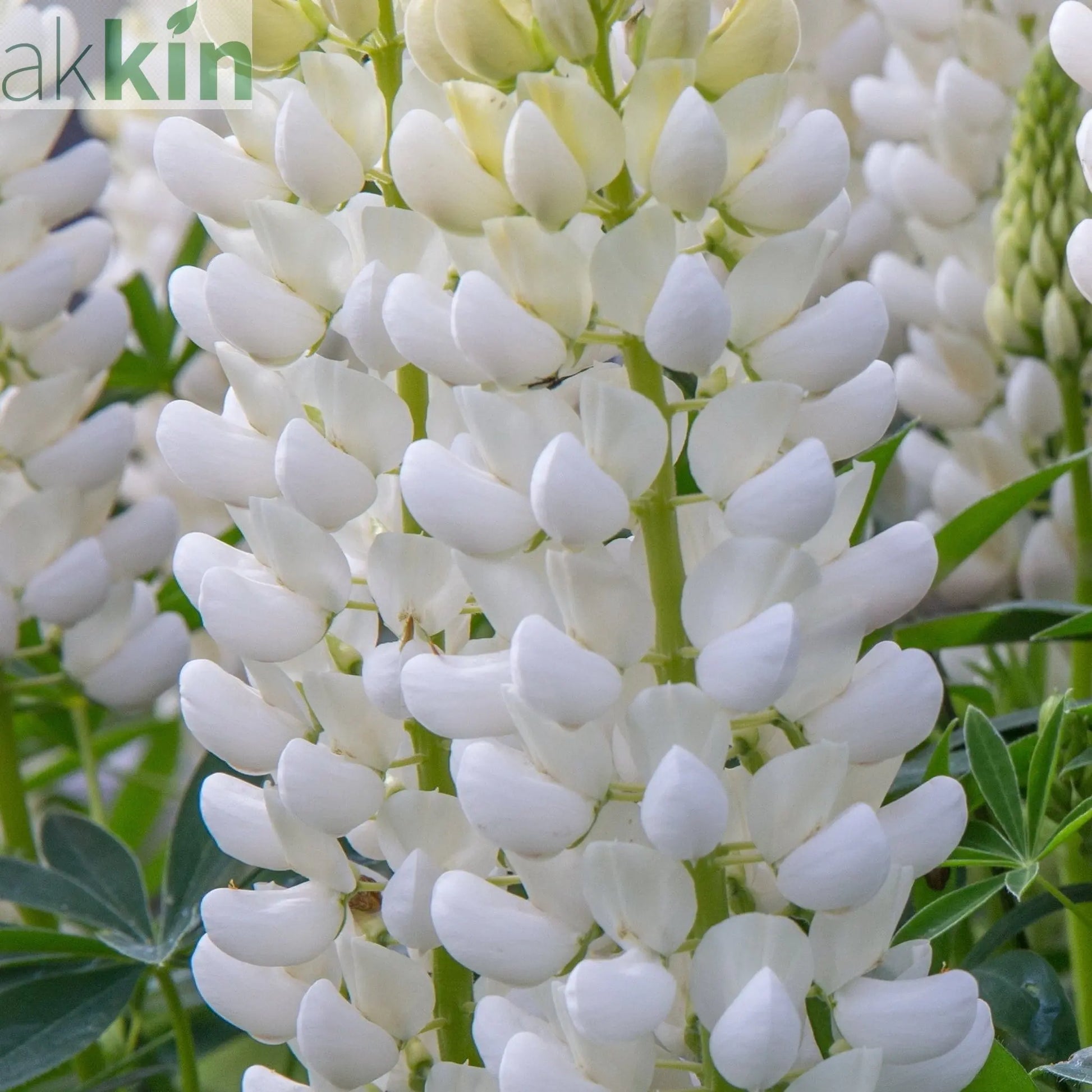 Lupin 'Gallery White' 9cm / 2L One Click Plants