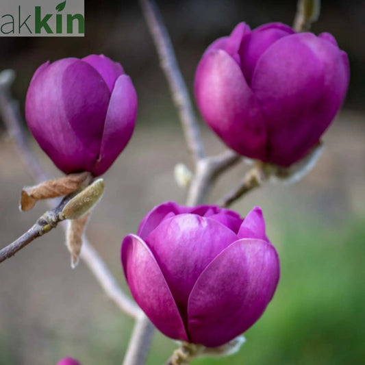 Magnolia soulangeana 'Black Tulip' 4L One Click Plants