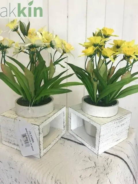 Mini Daffodil in Wooden Frame  Set of 2 AK Kin Garden Supplies