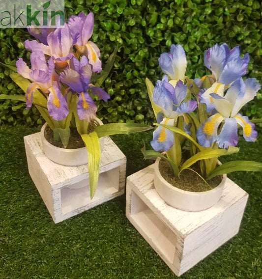 Mini Iris in Wooden Frame Set of 2 AK Kin Garden Supplies