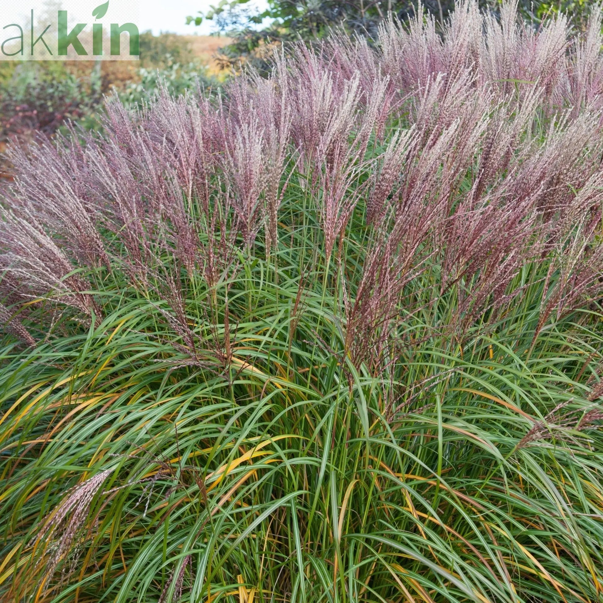 Miscanthus sinensis 'Flamingo' 2L One Click Plants