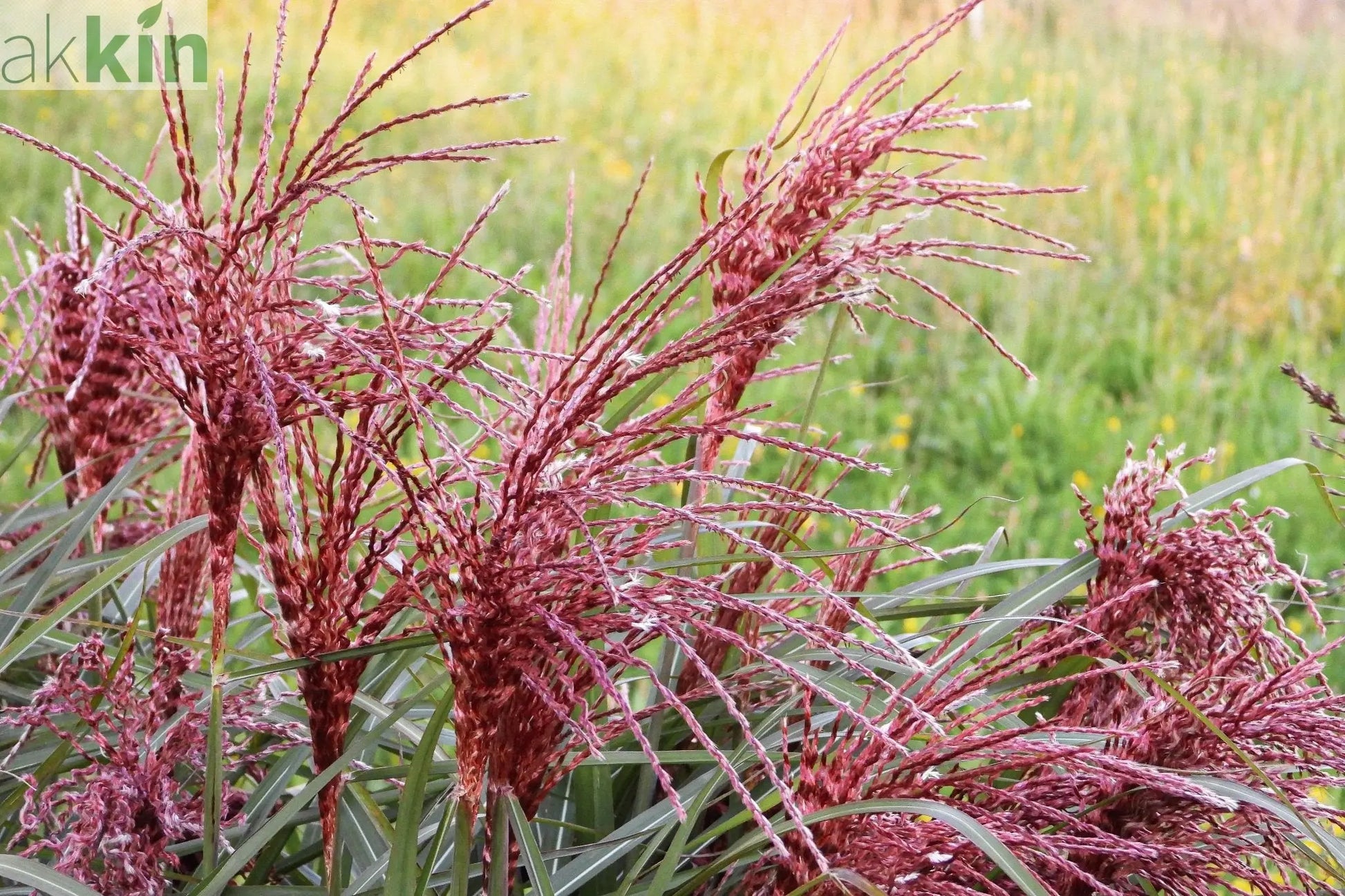Miscanthus sinensis Boucle 9cm One Click Plants