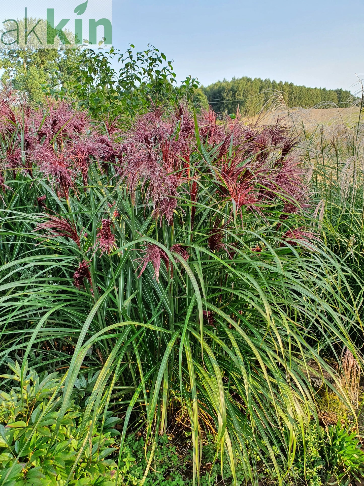Miscanthus sinensis Boucle 9cm One Click Plants