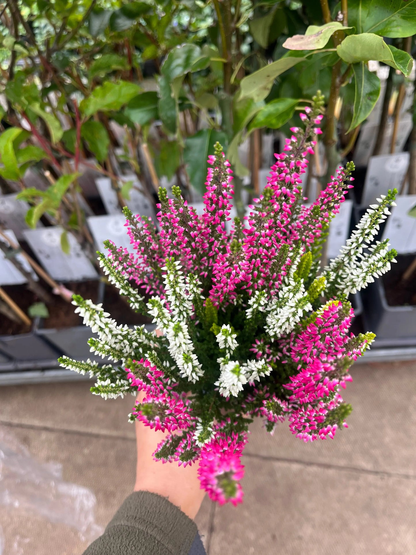 Mix of 3 Calluna Heather (9cm Pot) One Click Plants