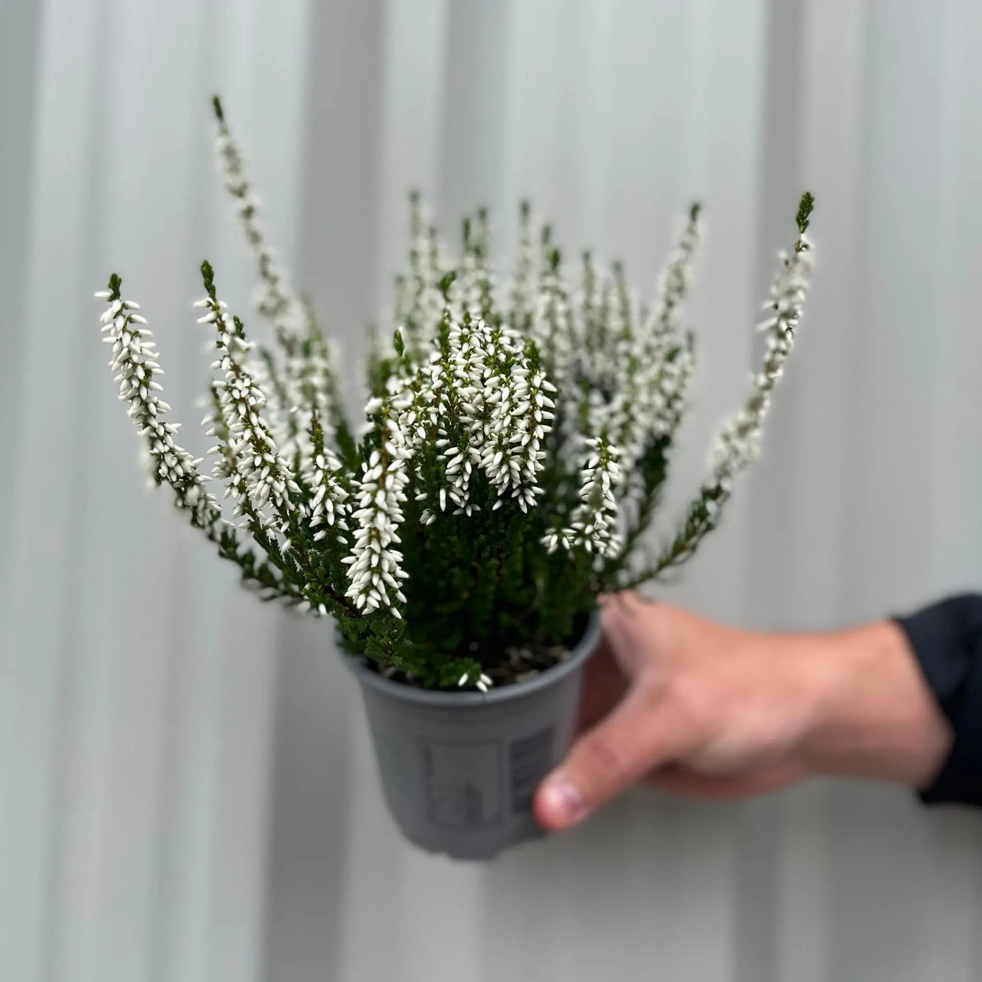 Mix of 3 Calluna Heather (9cm Pot) One Click Plants