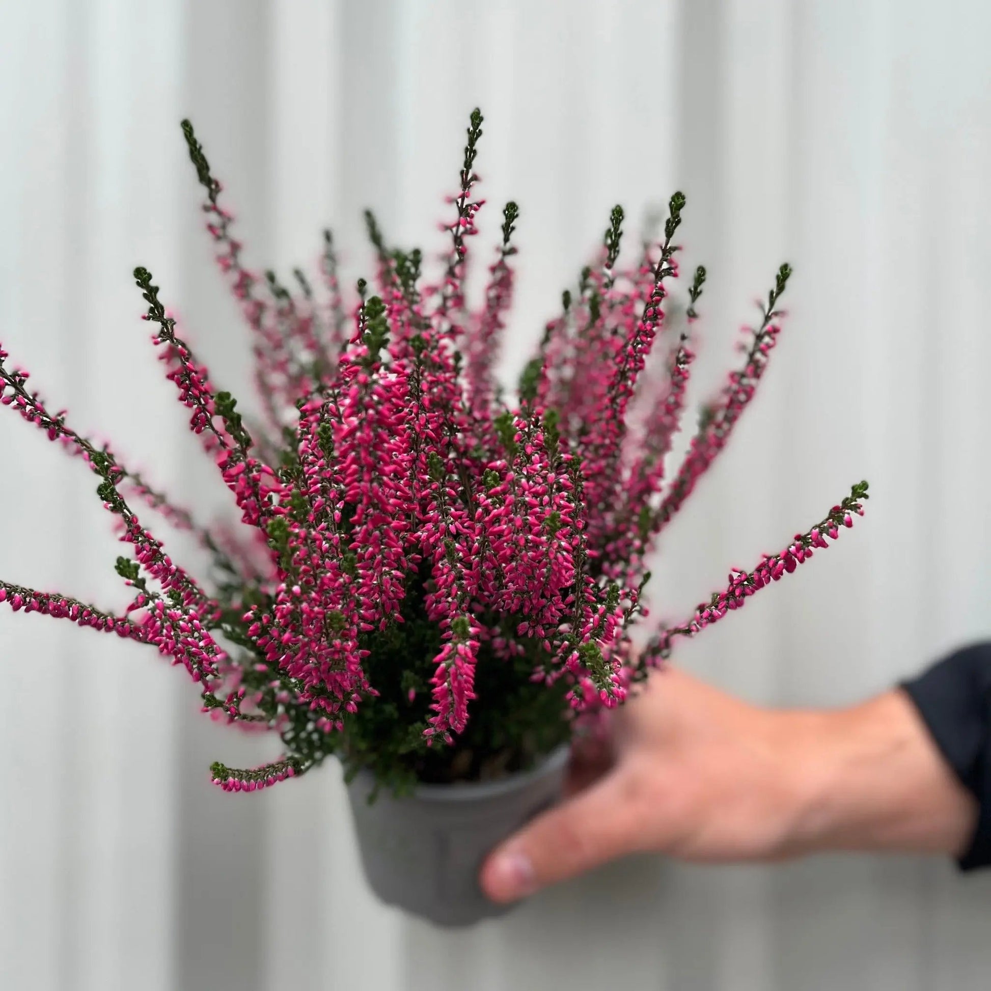Mix of 3 Calluna Heather (9cm Pot) One Click Plants