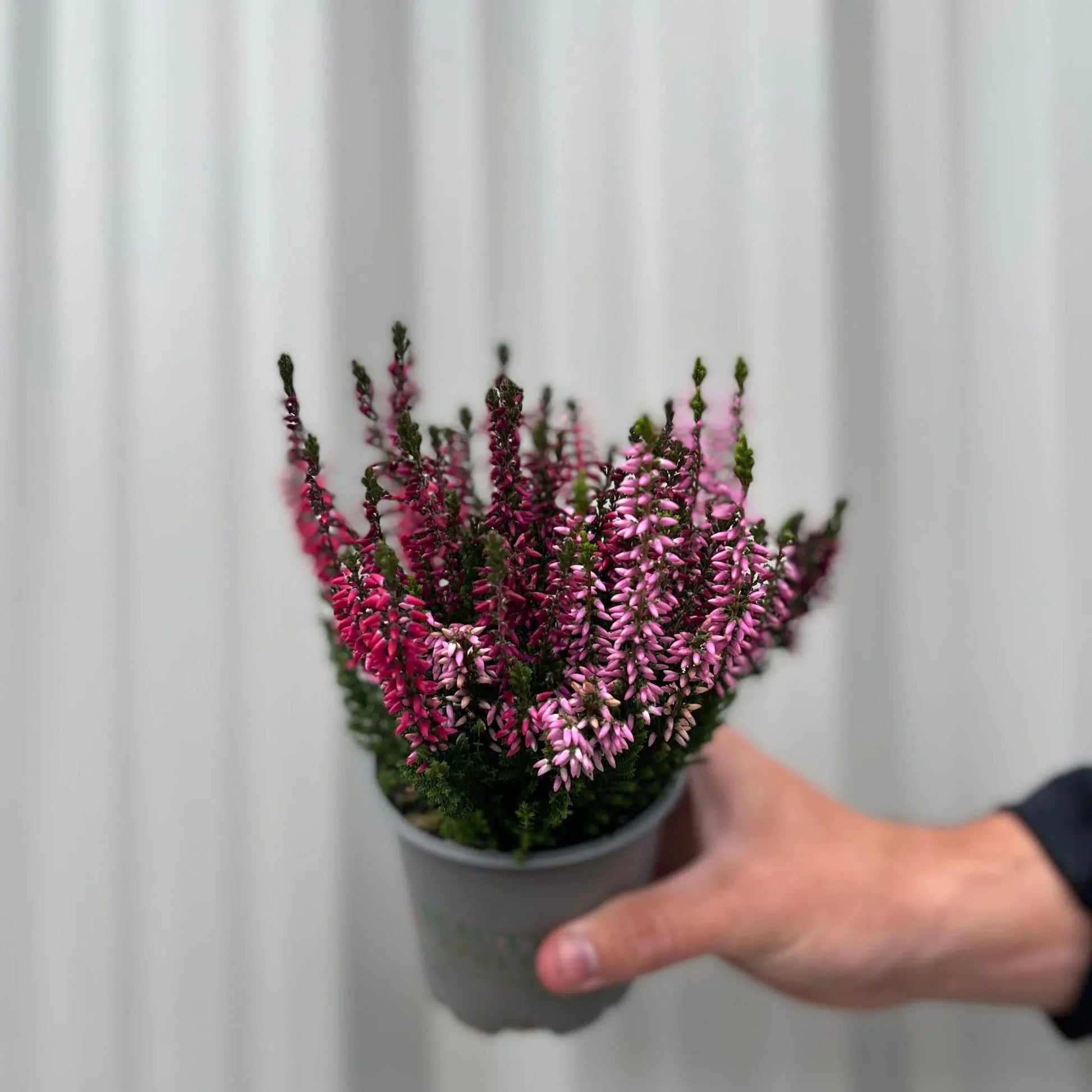 Mix of 3 Calluna Heather (9cm Pot) One Click Plants