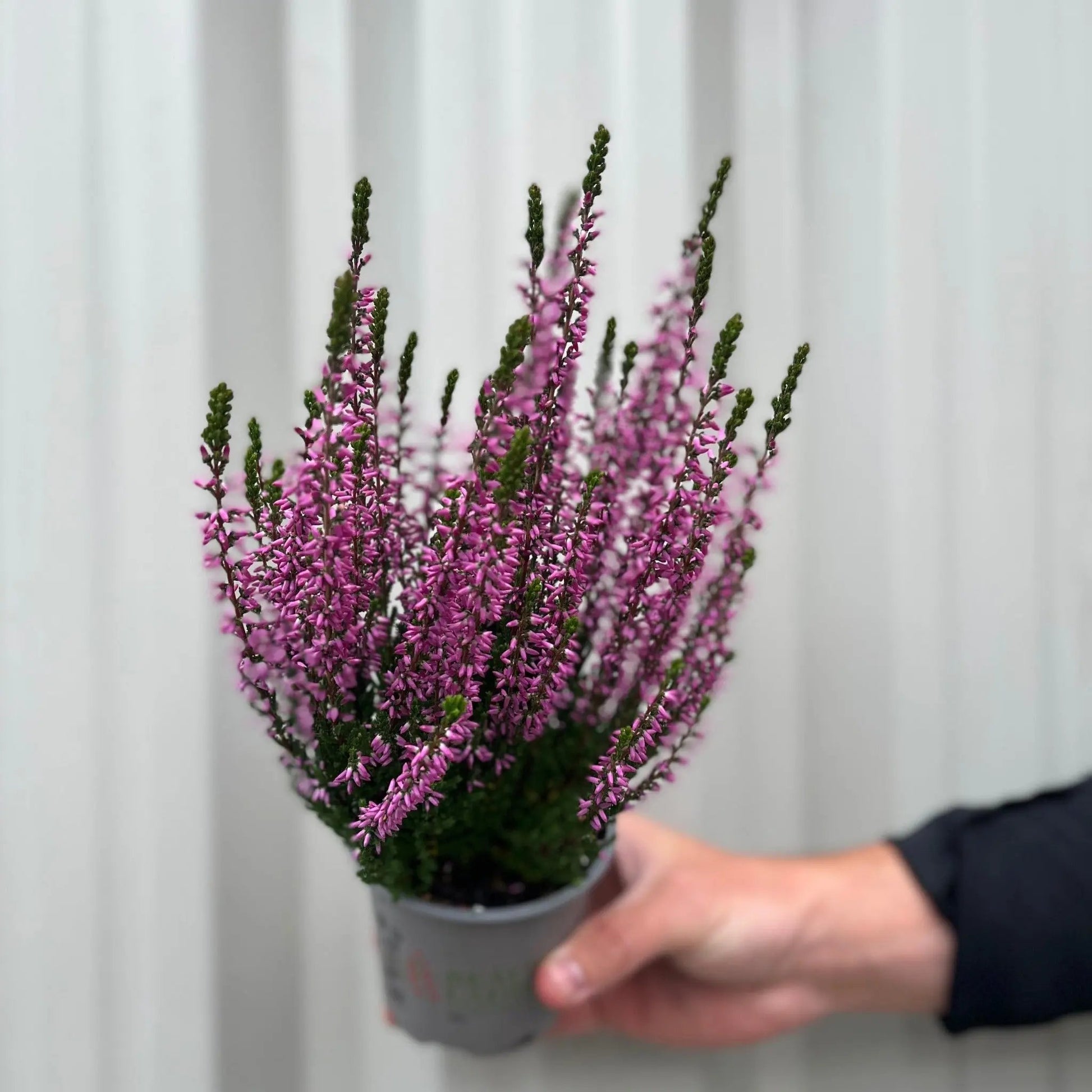 Mix of 3 Calluna Heather (9cm Pot) One Click Plants