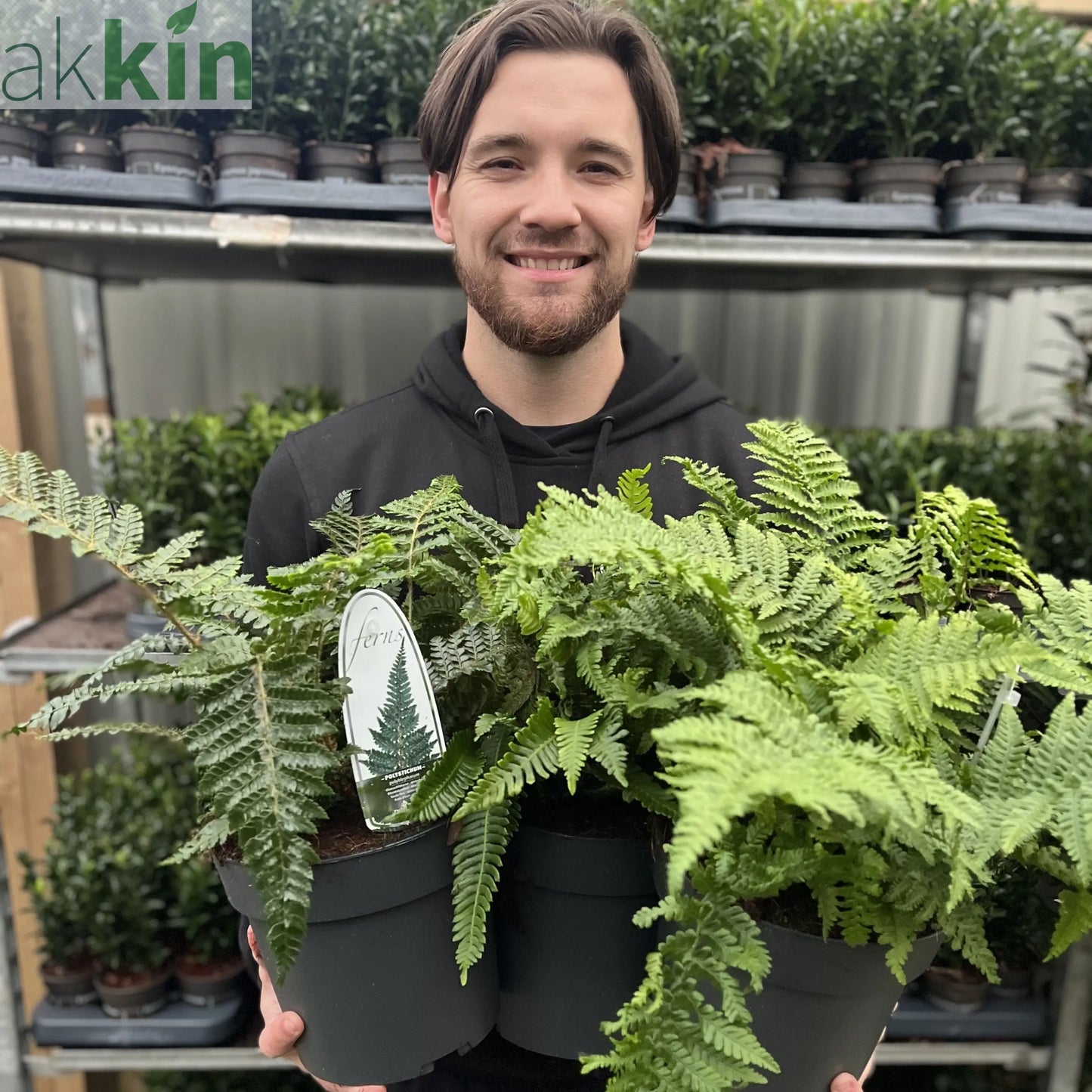 Mix of 3 Ferns 11cm / 2L / 3L One Click Plants