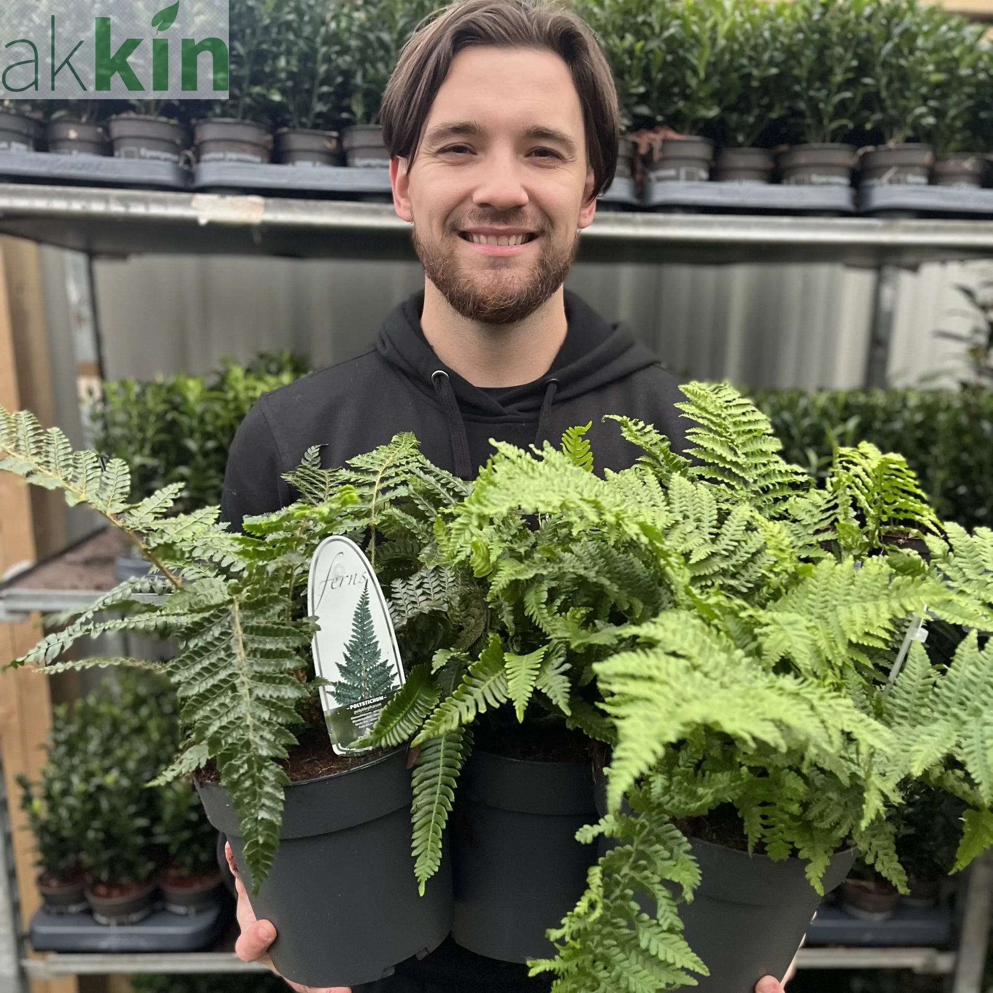 Mix of 3 Ferns 11cm / 2L / 3L One Click Plants