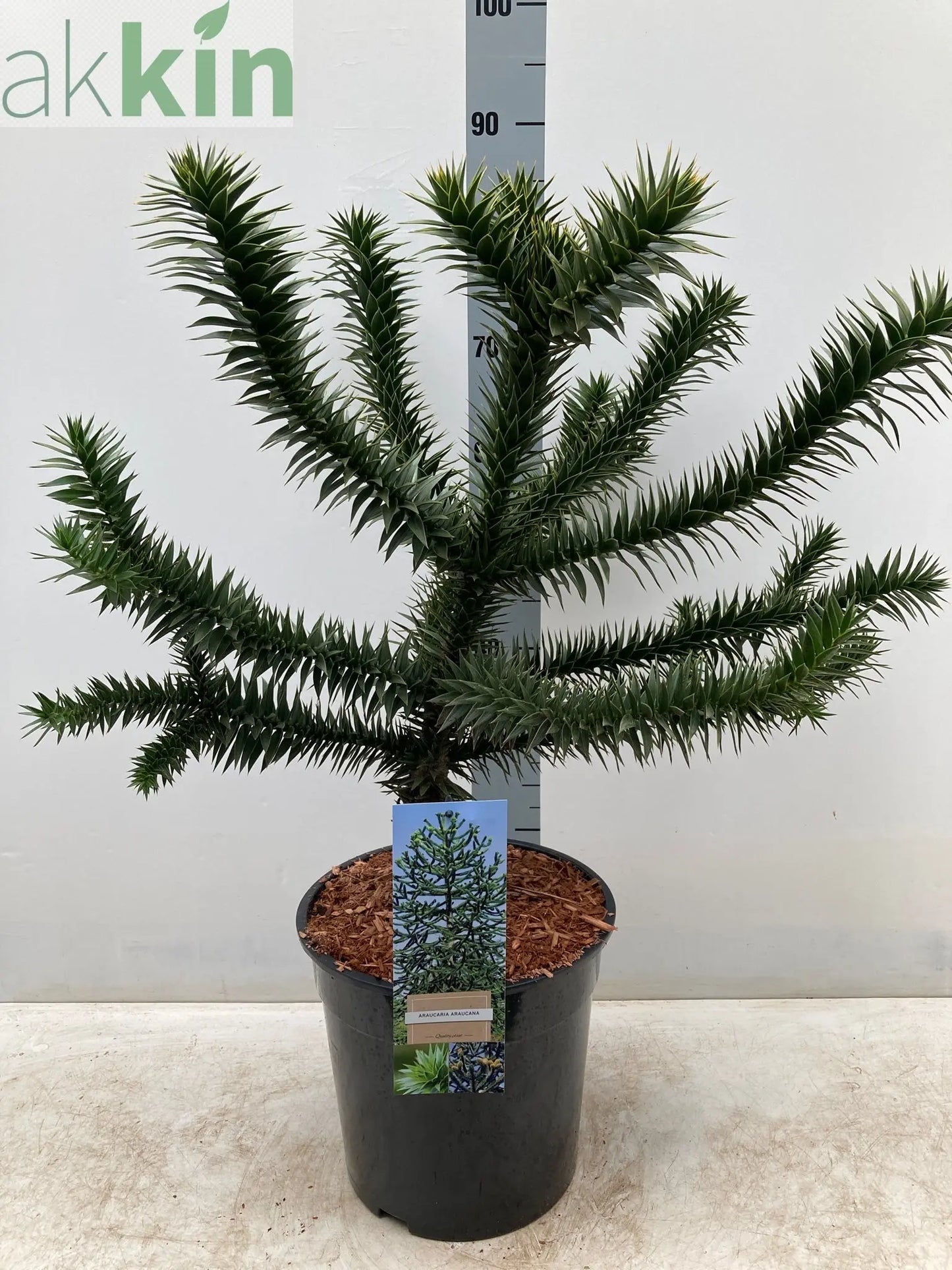 Araucaria Araucana | Monkey Puzzle Tree One Click Plants