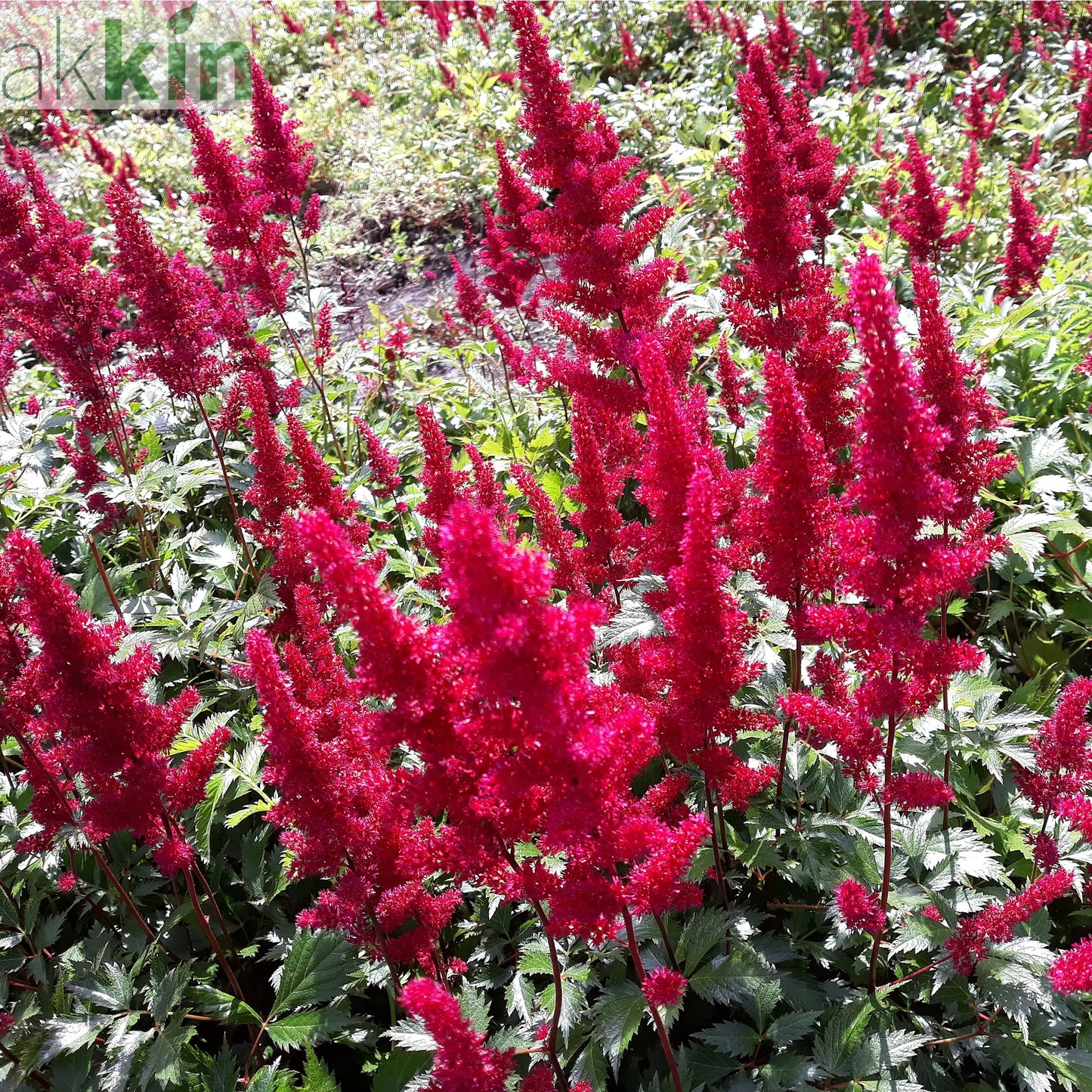 Astilbe 'Red' 3L One Click Plants