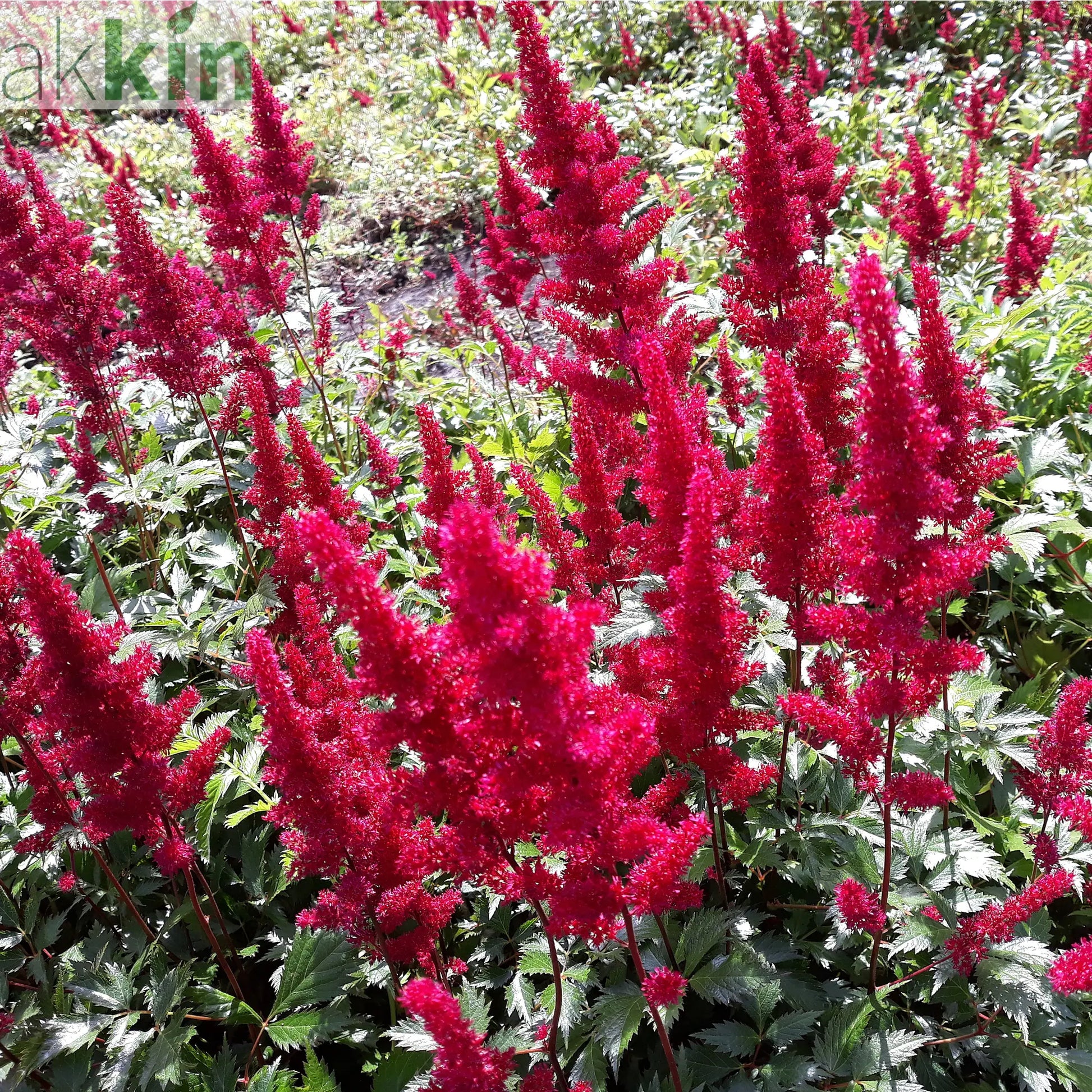 Astilbe 'Red' 3L One Click Plants