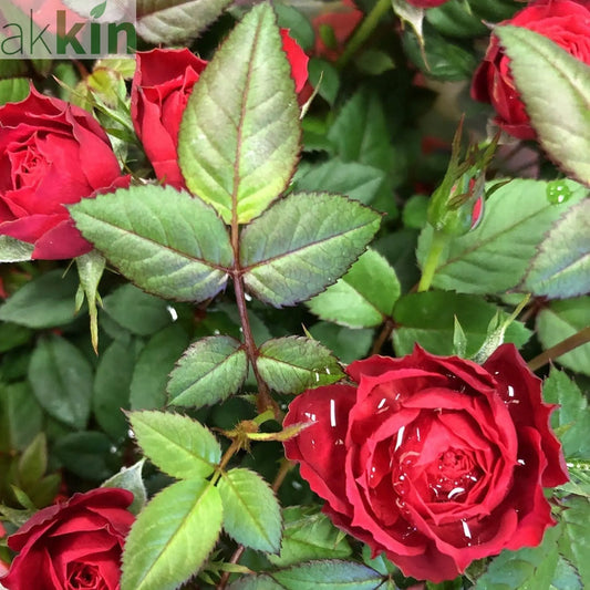 Mother's Day Rose | Florabunda 4L Potted Rose (PRE ORDER DECEMBER '25) One Click Plants