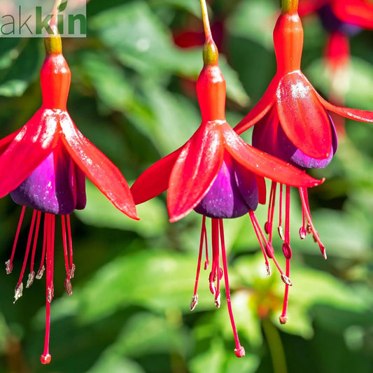 Hardy Fuchsia 'Mrs Popple' 9cm / 2L One Click Plants