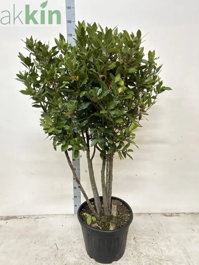 Multistem Bay Tree (Laurus Nobilis) 35L 160-180cm One Click Plants