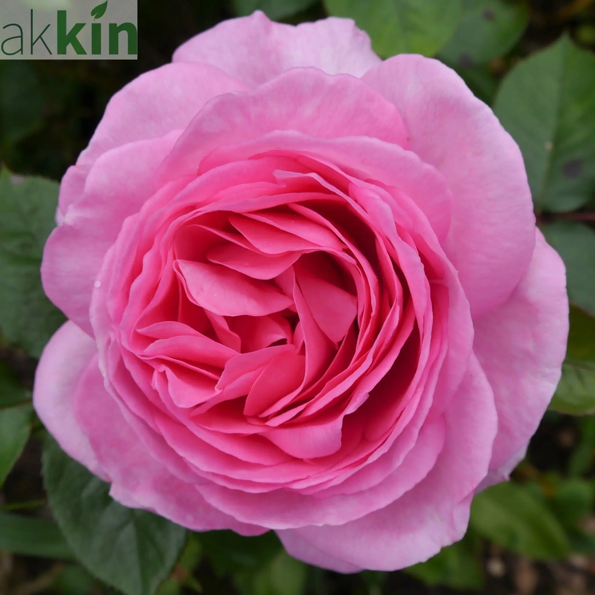 Mum in a Million Rose | Hybrid Tea Rose | 4L Potted Rose (PRE ORDER DECEMBER '25) One Click Plants