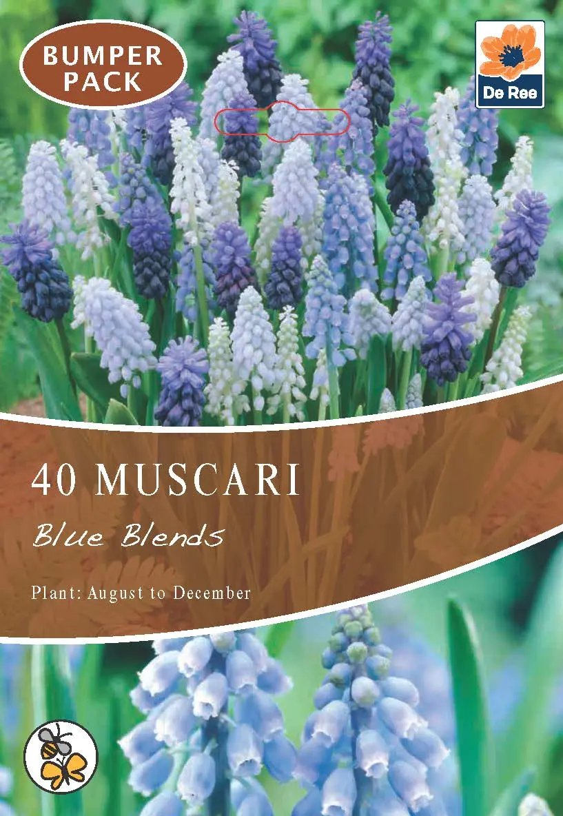 Muscari Blue Blends (40 Bulbs) One Click Plants