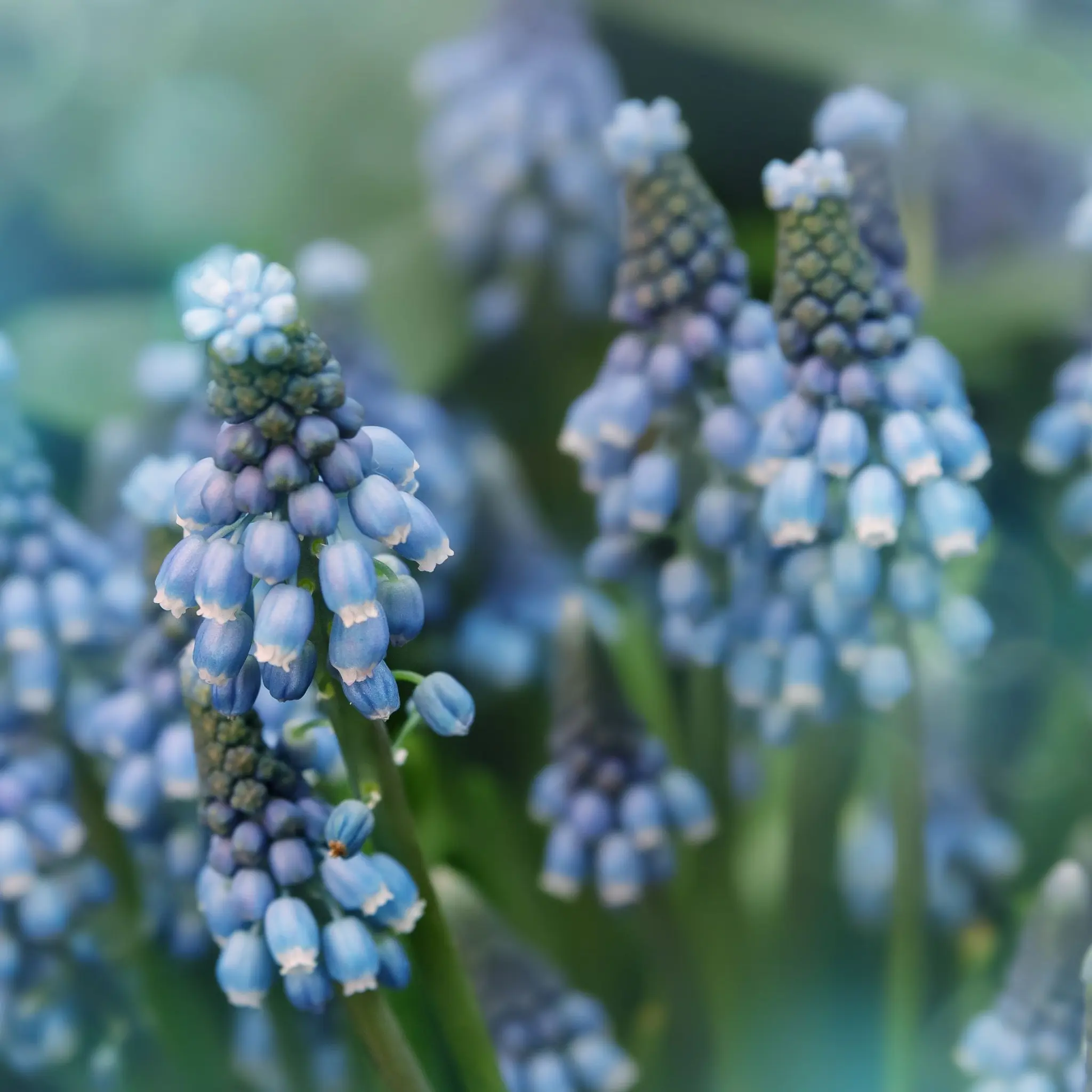Muscari Blue Blends (40 Bulbs) One Click Plants