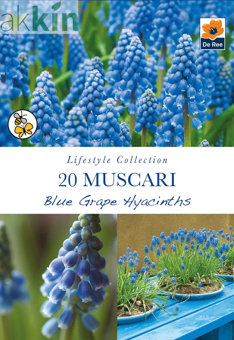 Muscari Blue Grape Hyacinths (20 Bulbs) One Click Plants