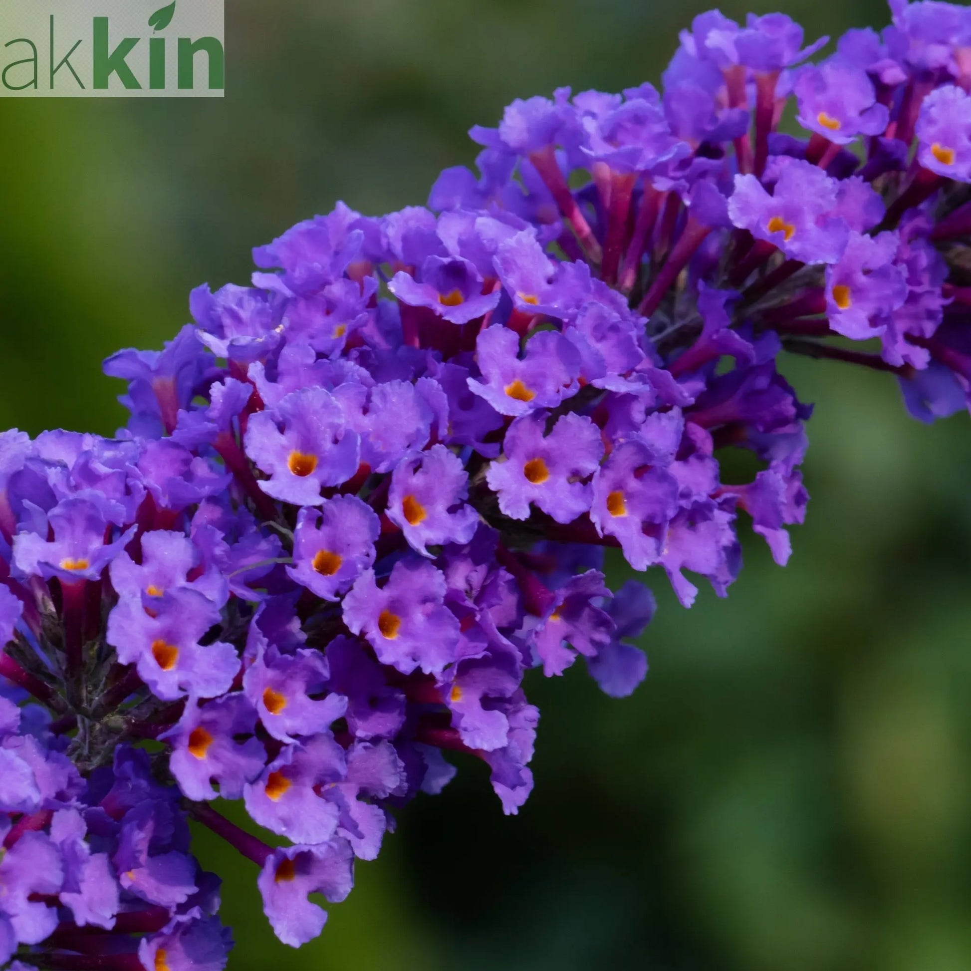 Buddleja davidii 'Nanho Blue' 1L One Click Plants