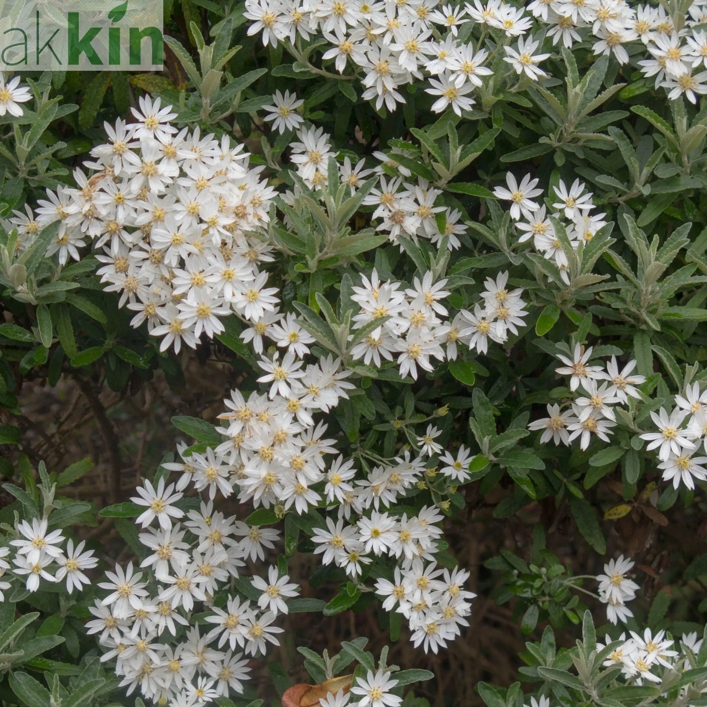 Olearia x Haastii (Daisy Bush) 9cm One Click Plants