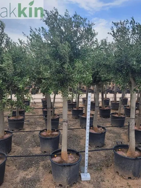 Olive Tree 40L 200-220cm (Multibuy Offers Available) One Click Plants