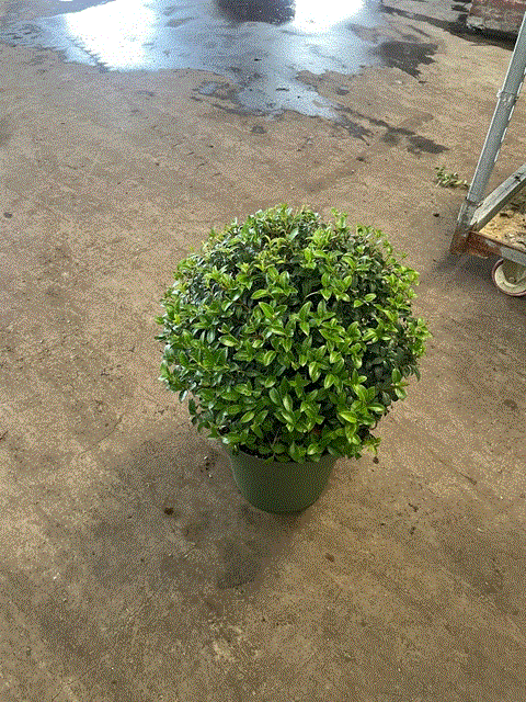 Osmanthus burkwoodii Ball 10L (35-45cm dia.) One Click Plants