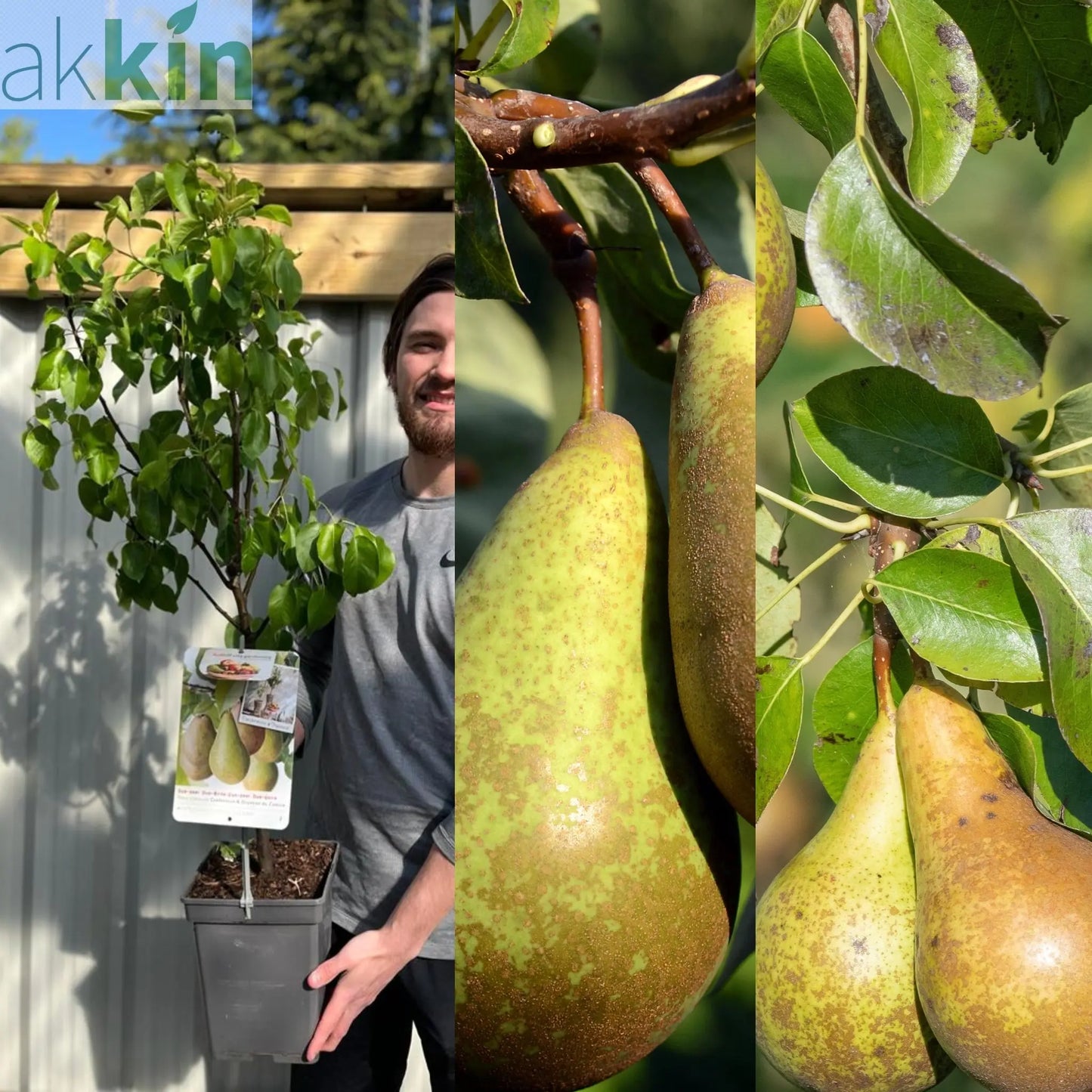 Dwarf/Patio Duo Pear Tree - Conference + Doyenne du Comice (2 in 1) One Click Plants