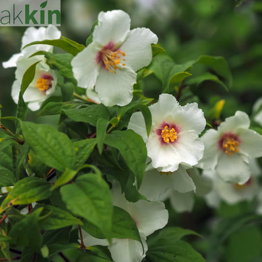 Philadelphus 'Belle Etoile' 9cm/ 1L / 2L / 4L One Click Plants