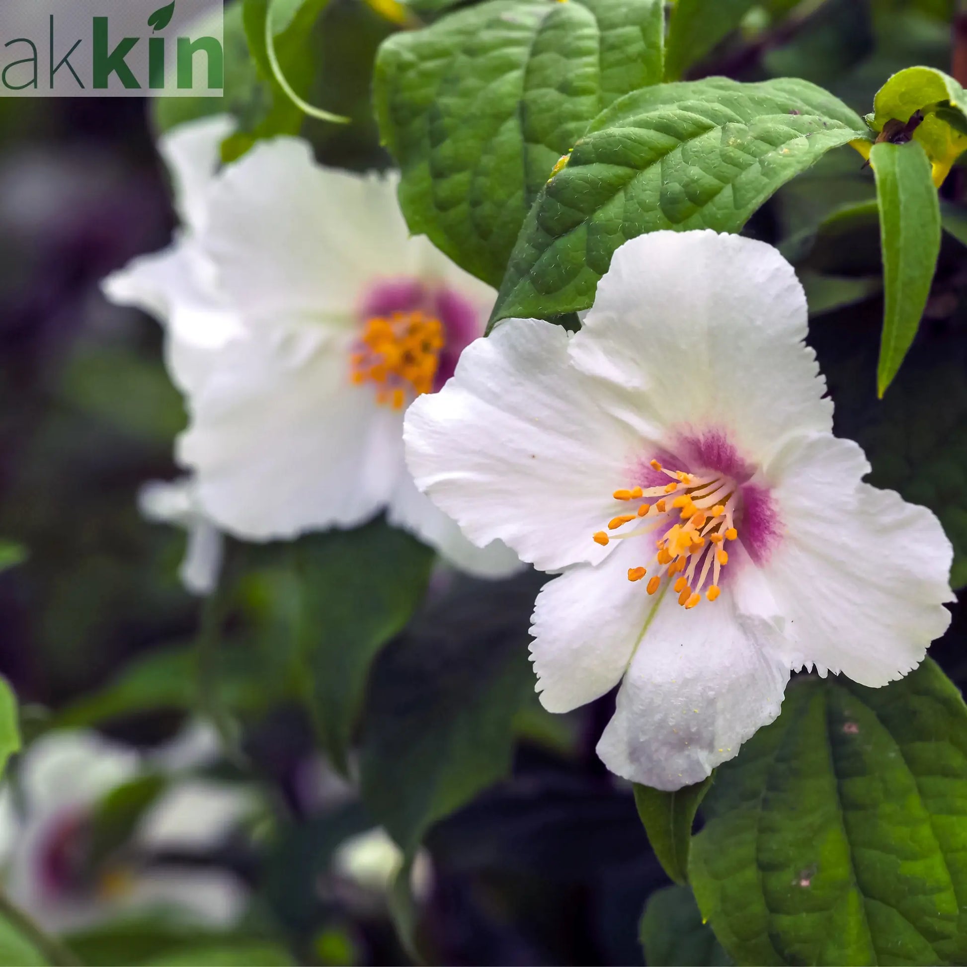 Philadelphus 'Belle Etoile' 9cm/ 1L / 2L / 4L One Click Plants