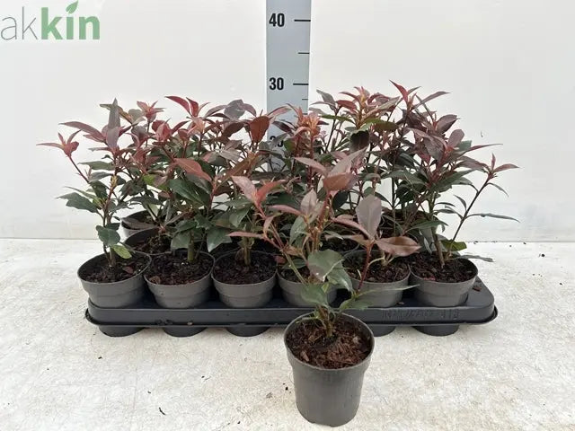 Photinia 'Carre Rouge' 9cm/2L One Click Plants