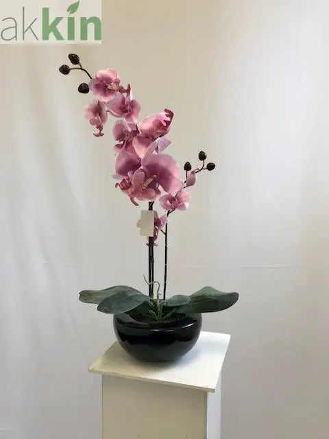 Pink Orchid in Bowl AK Kin Garden Supplies