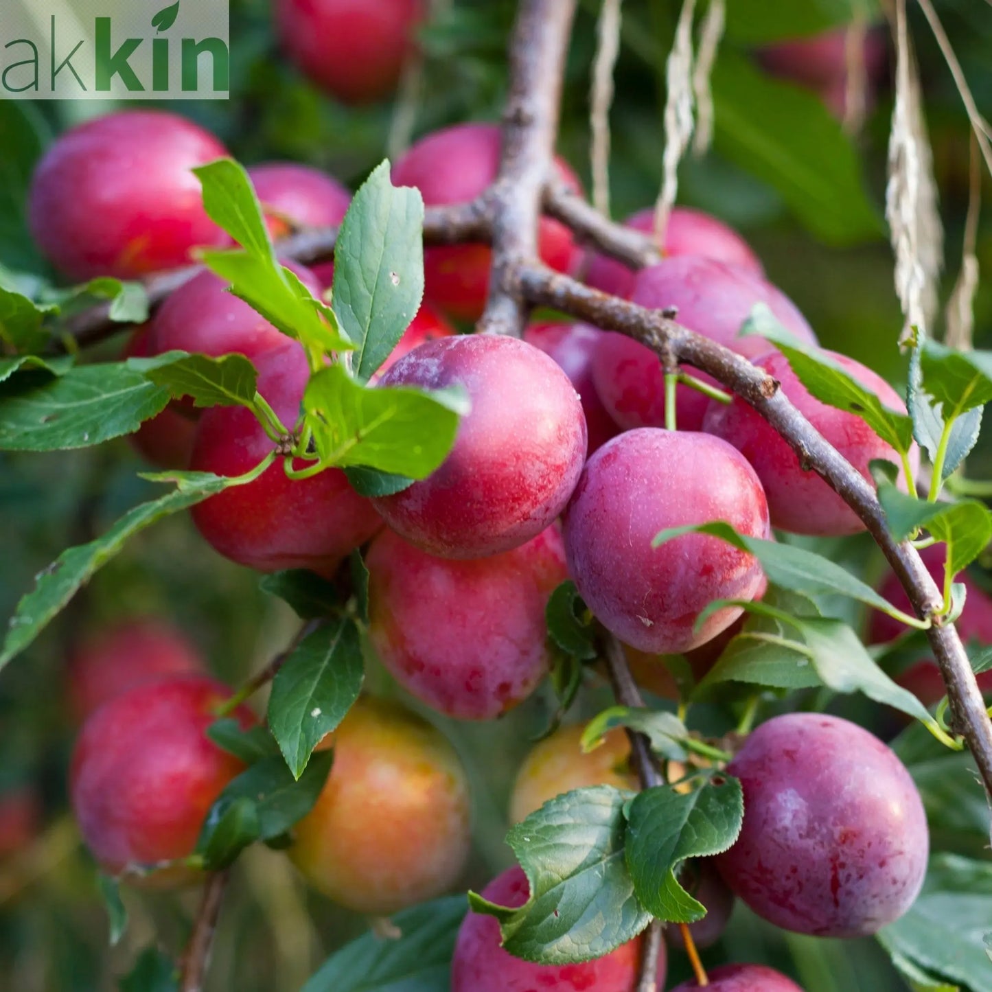 'Victoria' Plum Tree 2L / 4L One Click Plants