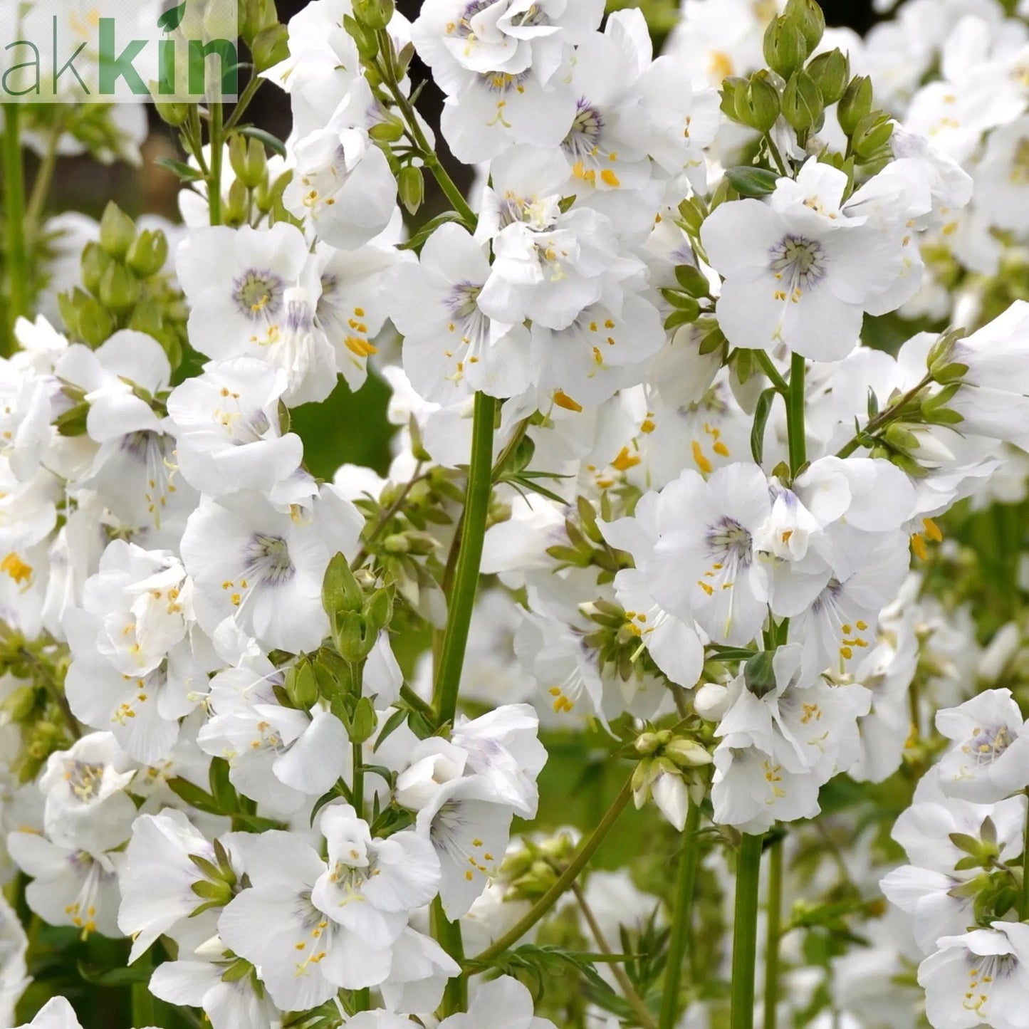 Polemonium caeruleum (Jacob's Lader) White 9cm One Click Plants