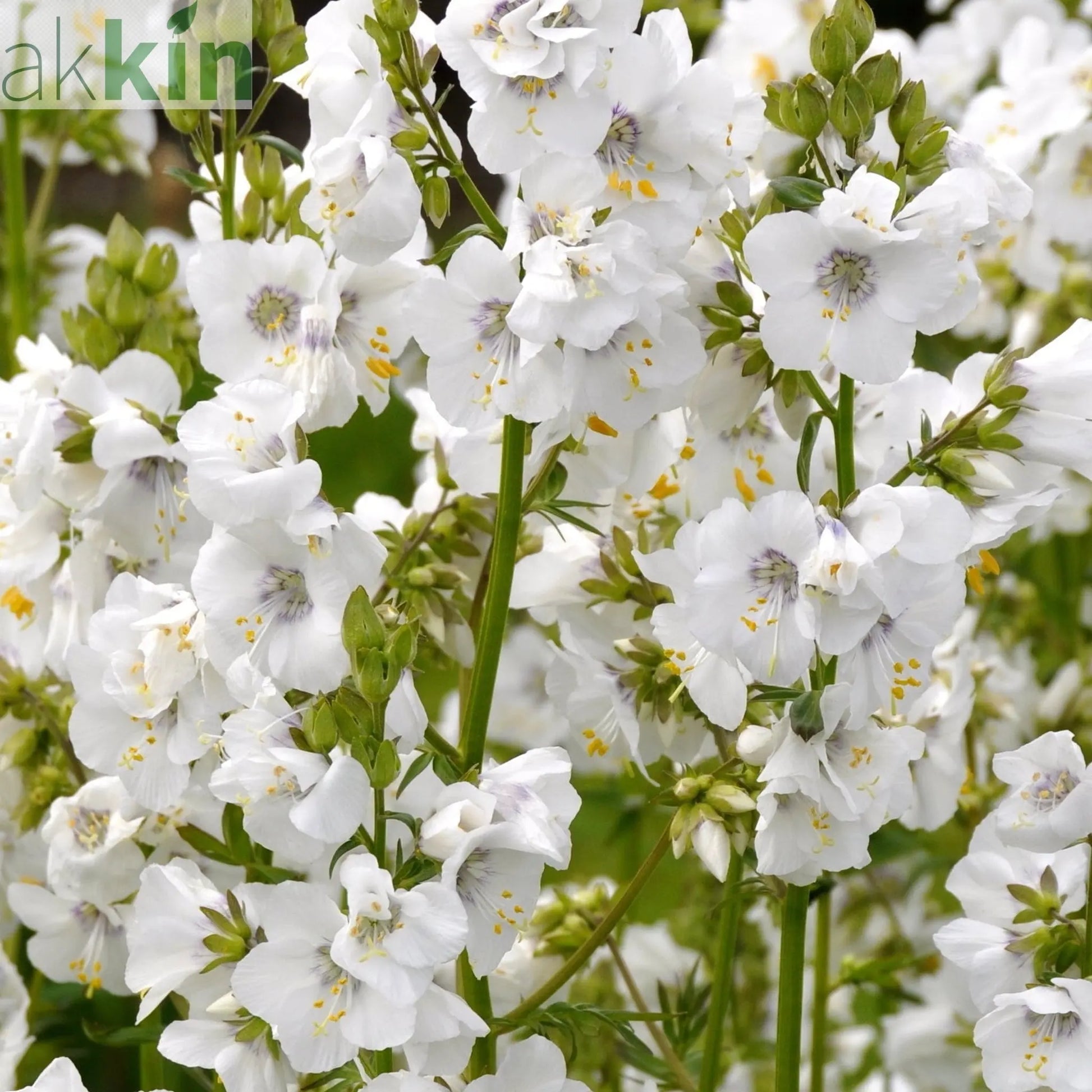 Polemonium caeruleum (Jacob's Lader) White 9cm One Click Plants