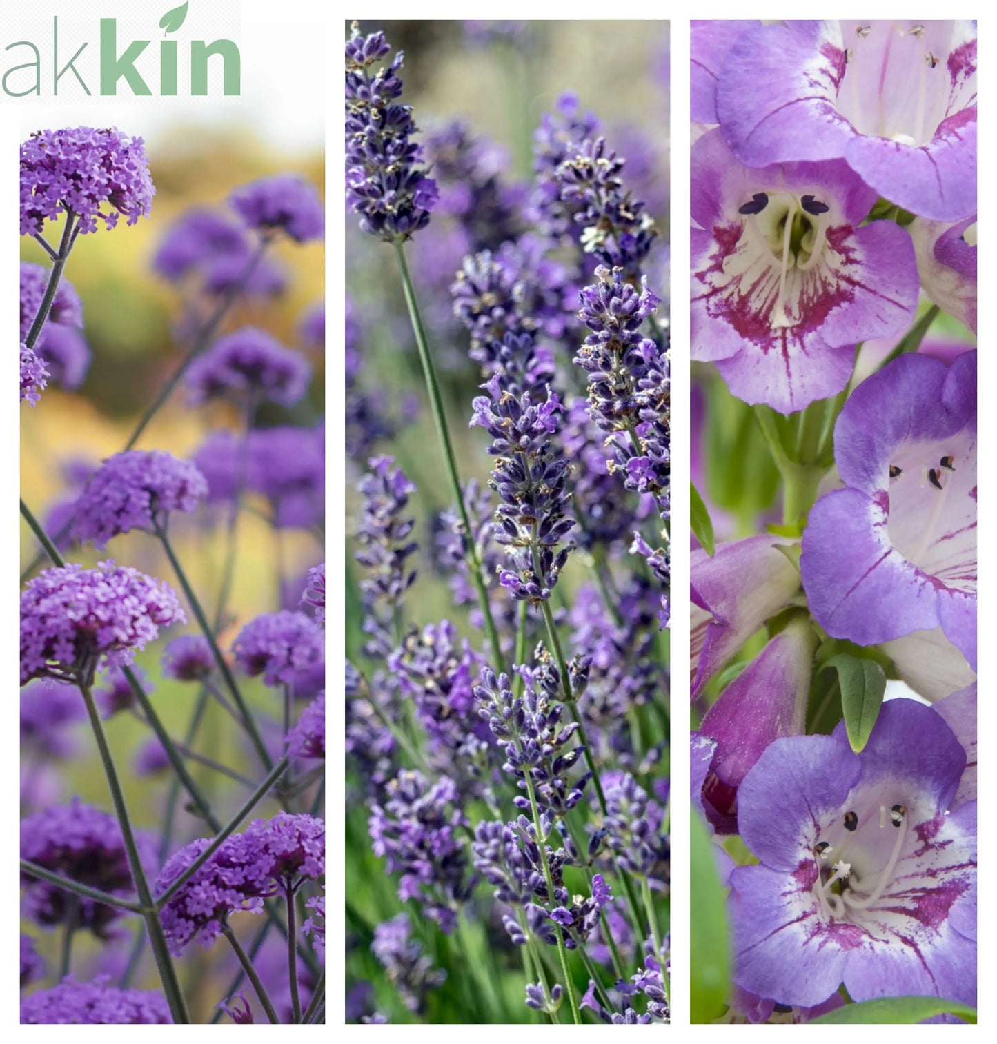 Purple Passion (3 x 9cm Pots) One Click Plants