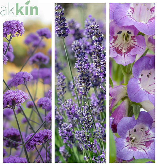 Purple Passion (3 x 9cm Pots) One Click Plants