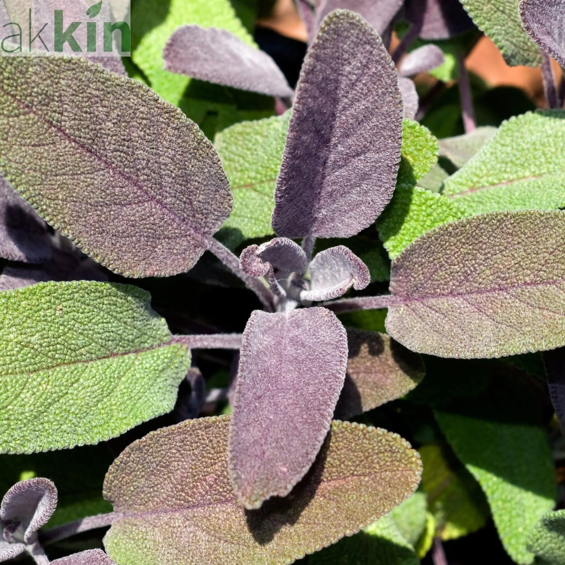 Purple Sage (Herb) 9cm One Click Plants