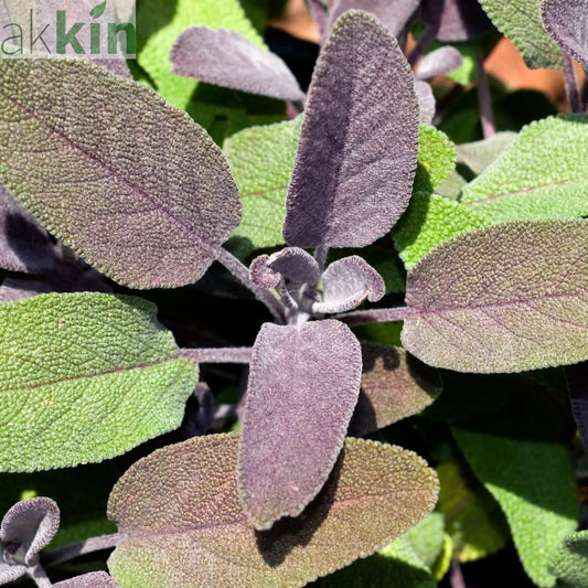 Purple Sage (Herb) 9cm One Click Plants