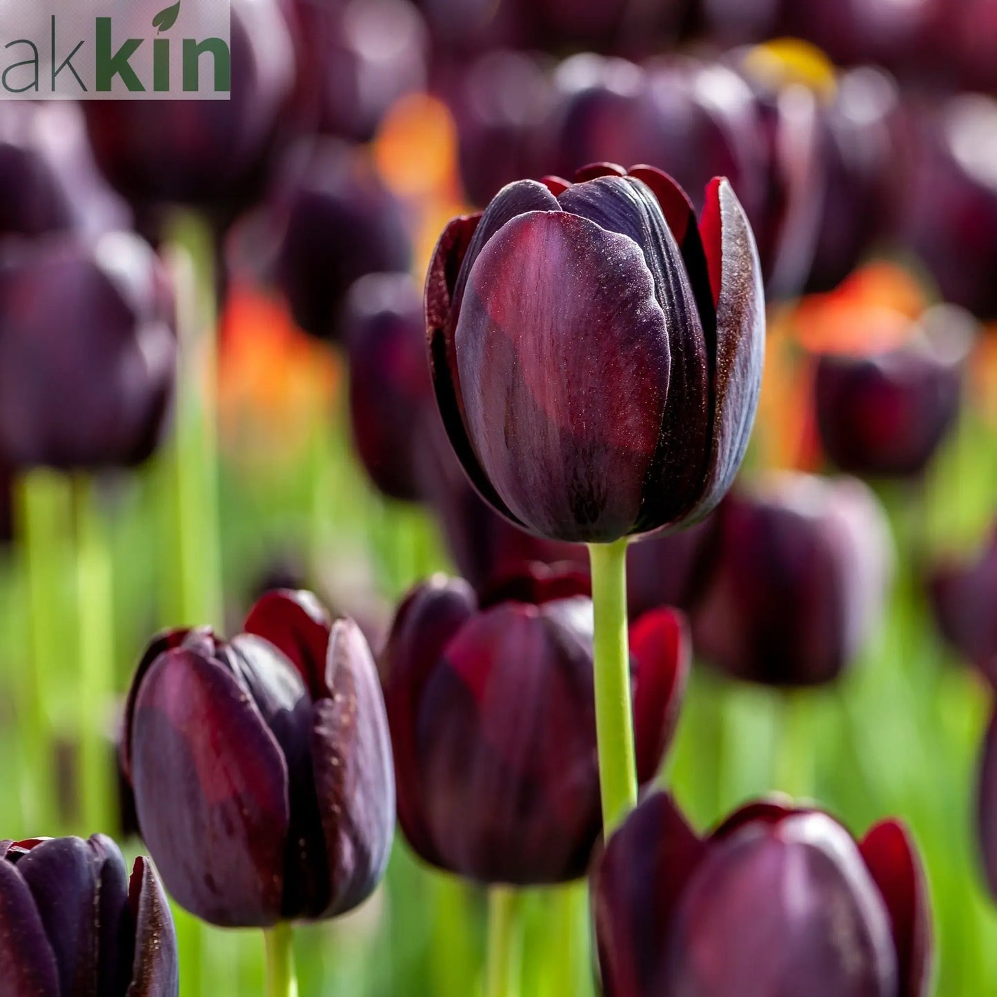 Tulip 'Queen of the Night' (5 Bulbs) One Click Plants