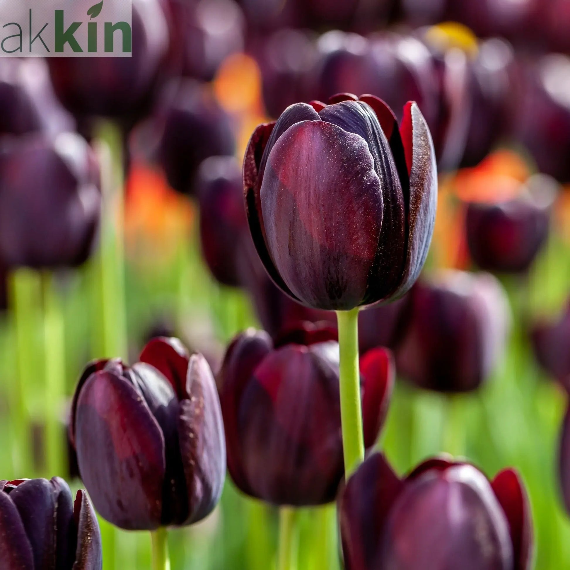 Tulip 'Queen of the Night' (5 Bulbs) One Click Plants