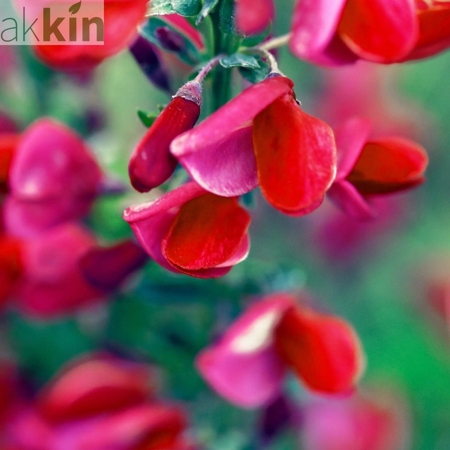 Cytisus x boskoopii 'Boskoop Ruby' 1.5L One Click Plants